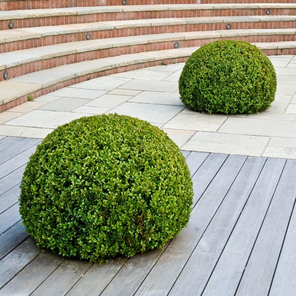 Architectural Plants Architectural Plants UK